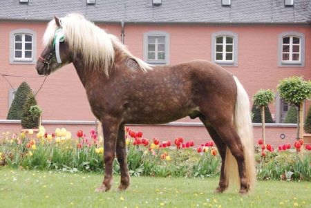 Glymur frá Hala (aus meiner isländischen Zucht)